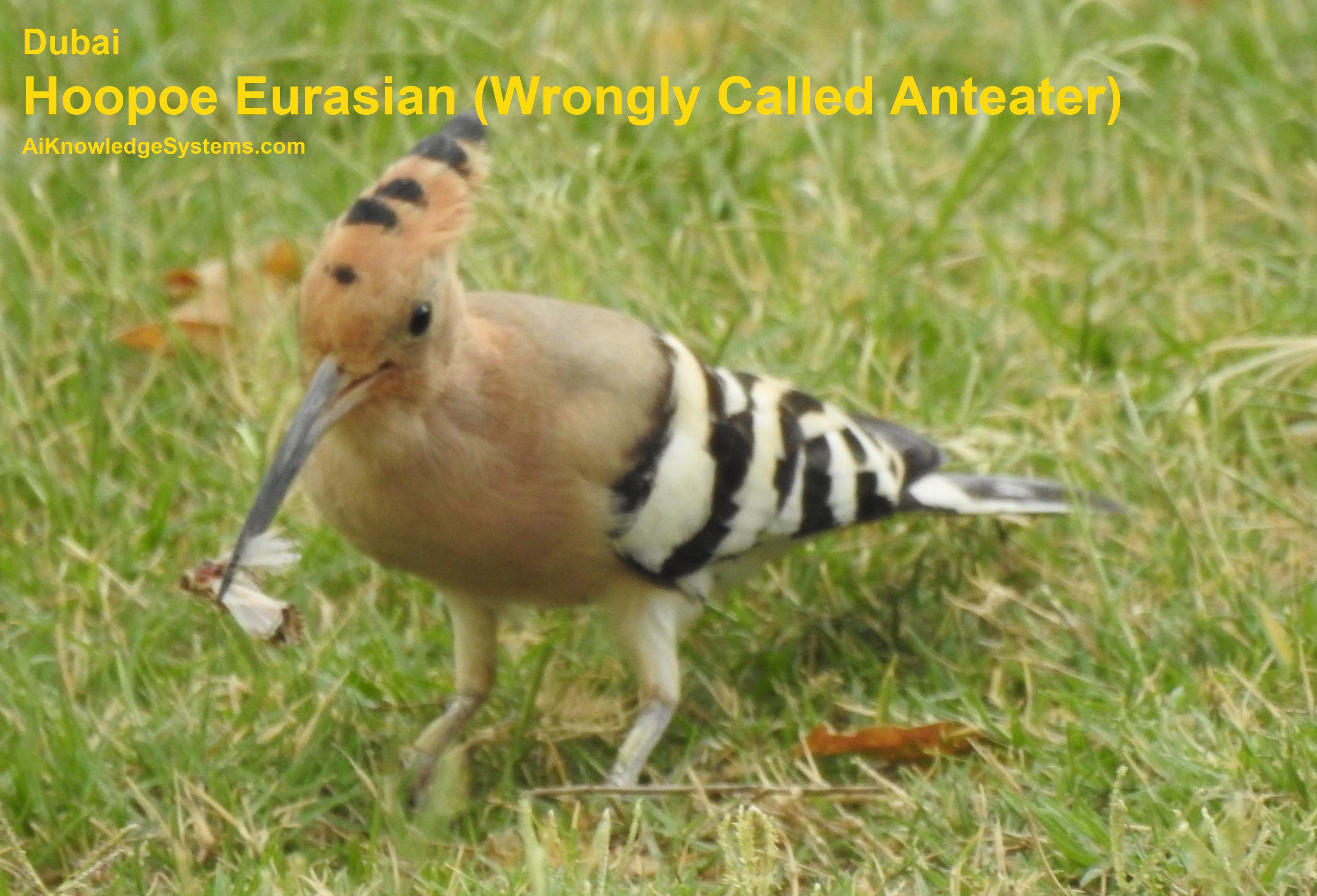 Hoopoe Eurasian (20) Coming Soon